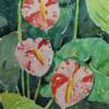 Three Anthuriums